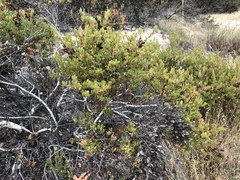 Arctostaphylos myrtifolia