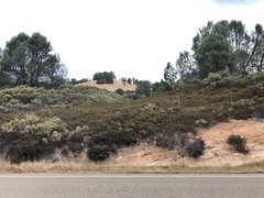 Arctostaphylos myrtifolia