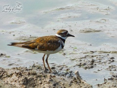 Charadrius vociferus