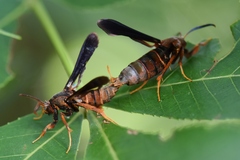 Vitacea polistiformis