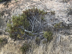 Arctostaphylos myrtifolia