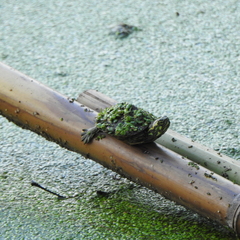 Trachemys scripta troostii