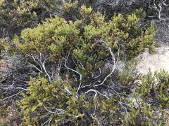 Arctostaphylos myrtifolia