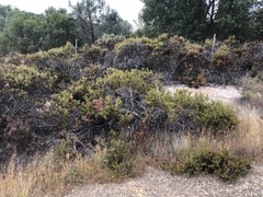 Arctostaphylos myrtifolia