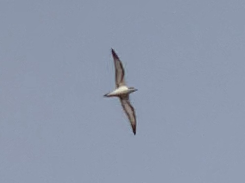 Baraustormvogel (Pterodroma baraui)