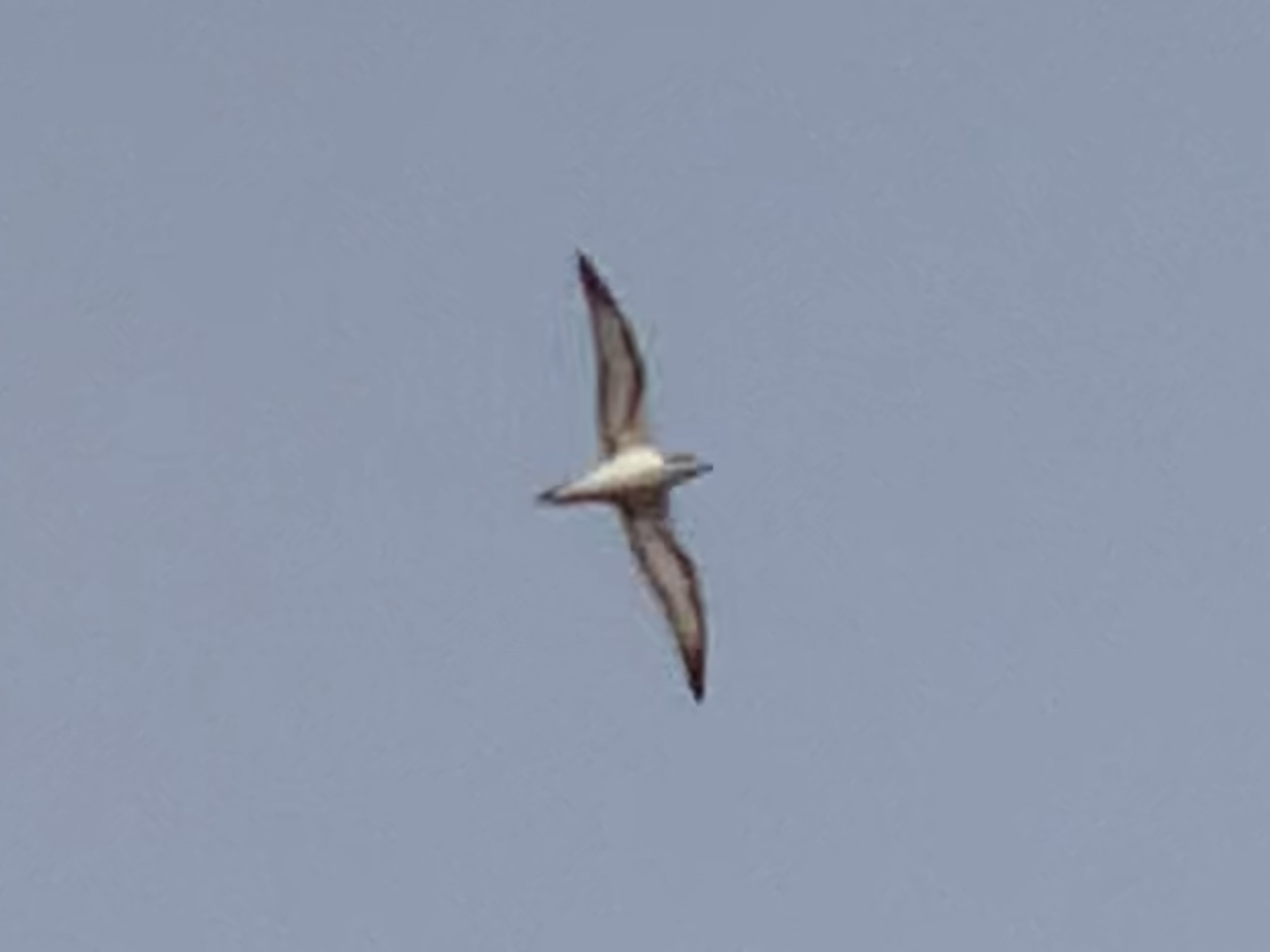 Barau's Petrel (Pterodroma baraui)