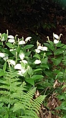 Saururus chinensis