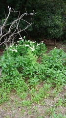 Saururus chinensis