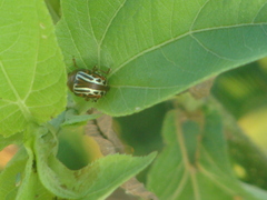 Leptinotarsa typographica