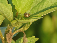 Leptinotarsa typographica