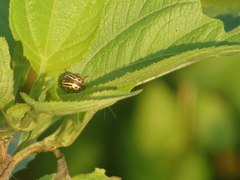 Leptinotarsa typographica