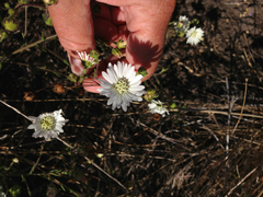 Hemizonia congesta luzulifolia