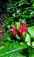Pachystachys coccinea