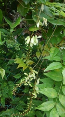 Wisteriopsis japonica