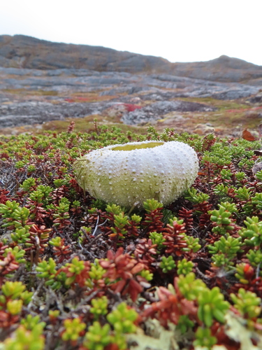 Arctic Green Sea Urchin