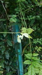 Wisteriopsis japonica