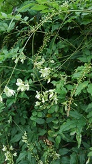 Wisteriopsis japonica