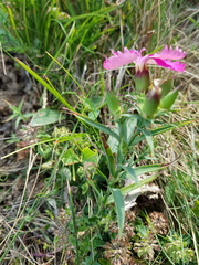 Dianthus caucaseus