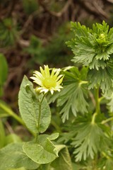 Doronicum austriacum
