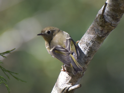 Ruby-crowned Kinglet photographed in South Carolina