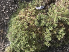 Galium andrewsii