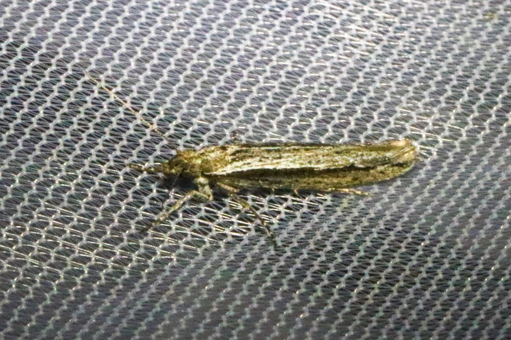Ypsolopha barberella