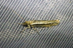 Ypsolopha barberella