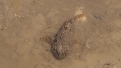 Cottus gobio