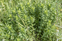 Gentiana dschungarica