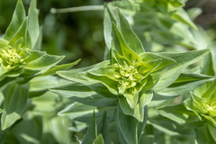 Gentiana dschungarica