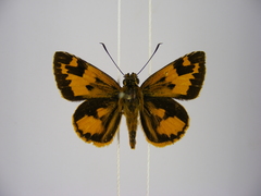 Pardaleodes incerta incerta