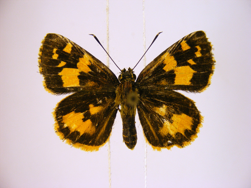 Savanna Pathfinder