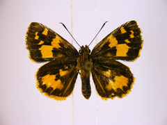 Pardaleodes incerta incerta