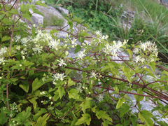 Clematis trichotoma