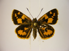 Pardaleodes incerta incerta