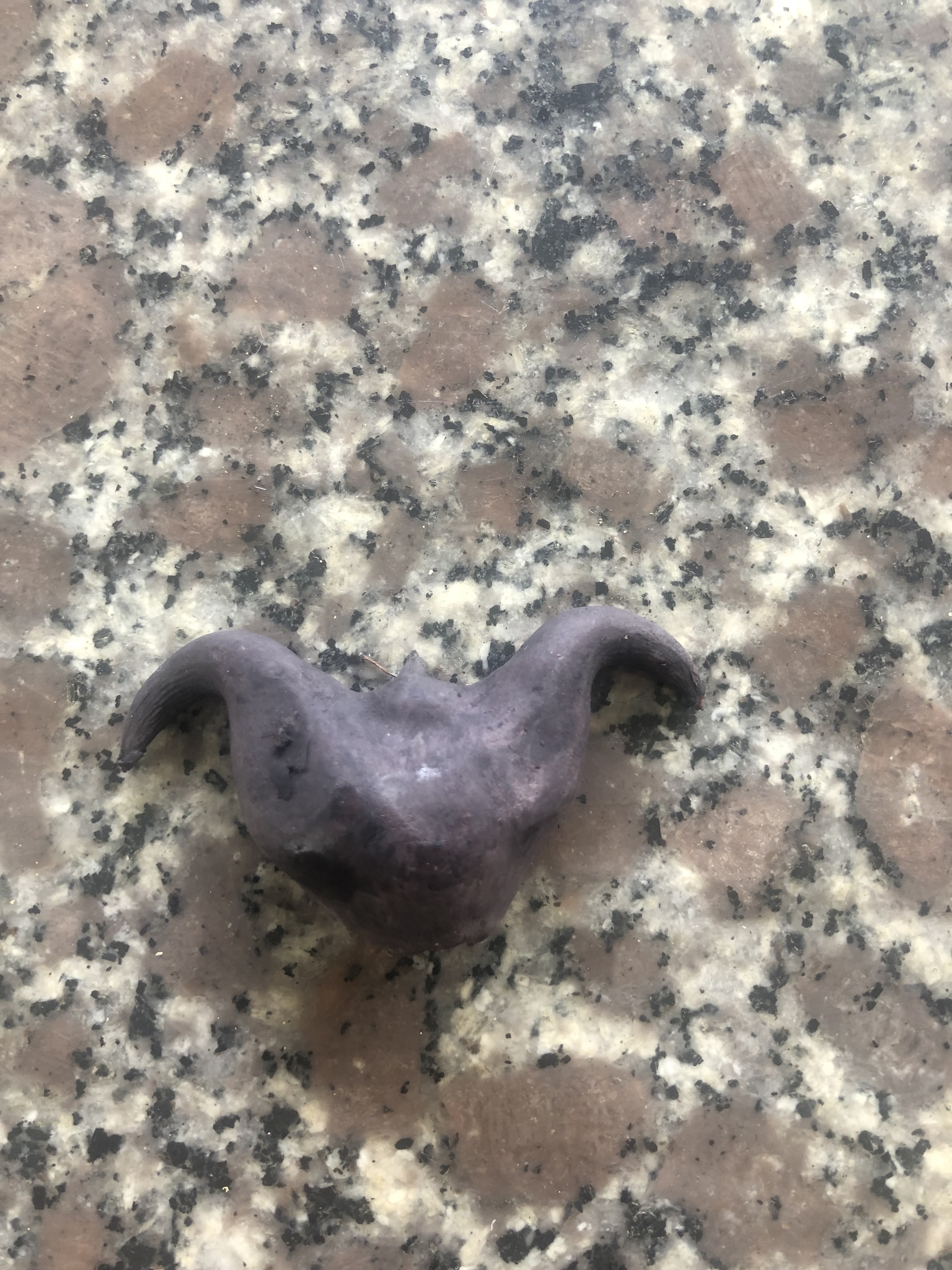 Củ ấu — ảnh 3