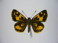 Pardaleodes incerta incerta