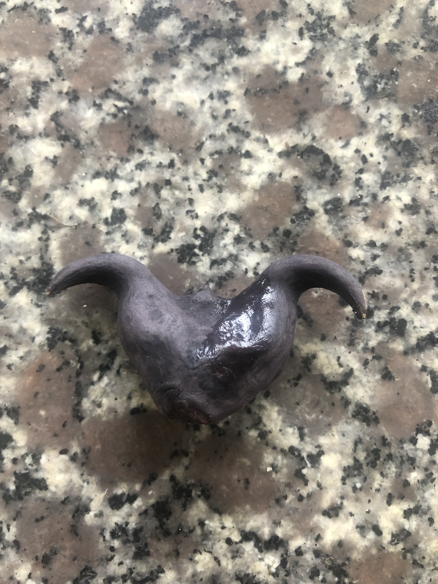 Củ ấu — ảnh 2