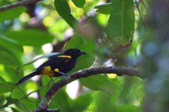 Icterus portoricensis