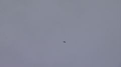 Ictinia mississippiensis