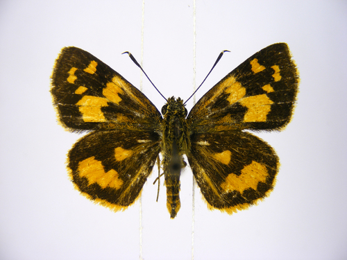 Savanna Pathfinder