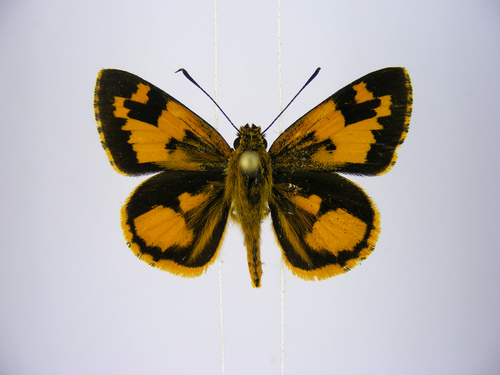 Savanna Pathfinder