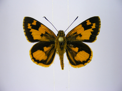 Pardaleodes incerta incerta