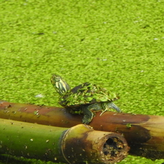 Trachemys scripta troostii