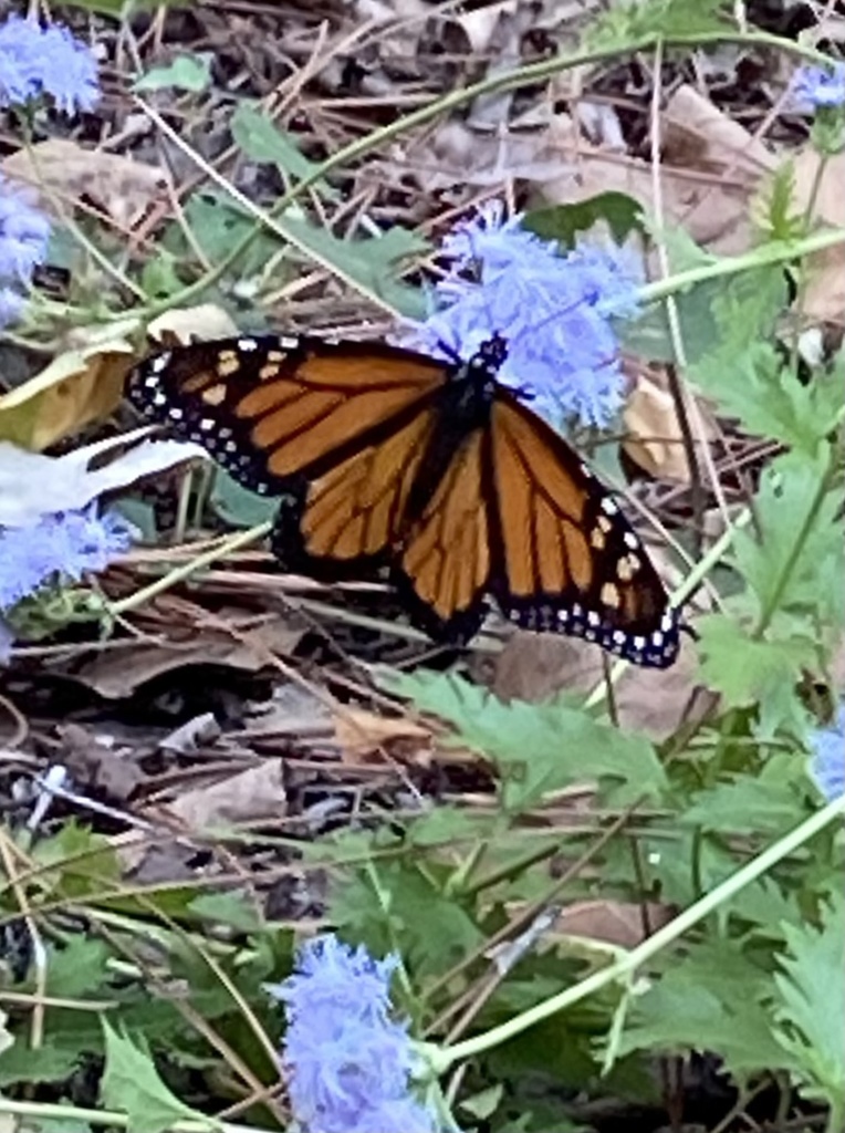 Monarch from David Fort Rd, Argyle, TX, US on October 18, 2024 at 05:37 ...