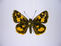 Pardaleodes incerta incerta