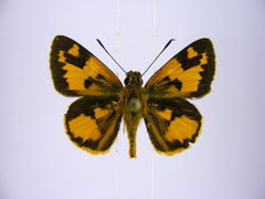 Pardaleodes incerta incerta