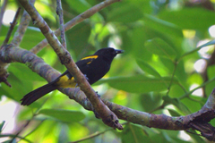 Icterus portoricensis