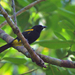 Puerto Rican Oriole - Photo (c) jvp0208, some rights reserved (CC BY-NC), uploaded by jvp0208