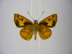 Pardaleodes incerta incerta